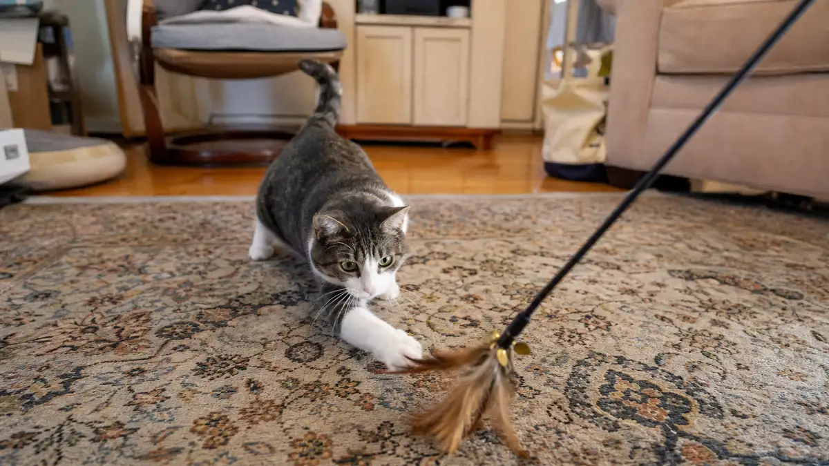 A cat playing with a wand toy on a rug in a lived-in living room